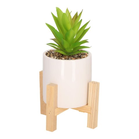 Sukulent w boho donicy zielony jasny Sukulent w boho donicy zielony jasny