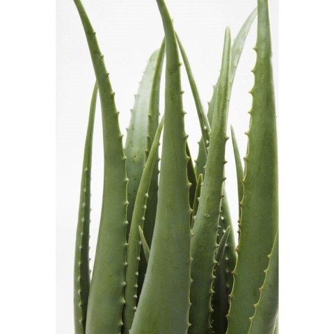 KARE roślina dekoracyjna ALOE 69 cm KARE roślina dekoracyjna ALOE 69 cm